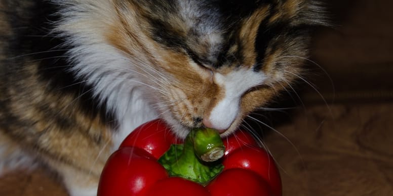 Dürfen Katzen Paprika essen?